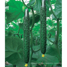 Renshi HCU09 36см в длину,гибрид F1 семена огурец на семена овощных культур для посадки